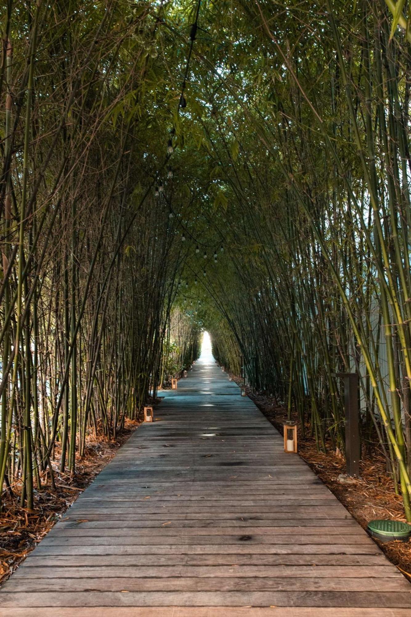 นอติลุส บาย อาร์โล Hotel ไมอามีบีช ภายนอก รูปภาพ Bamboo forest in China